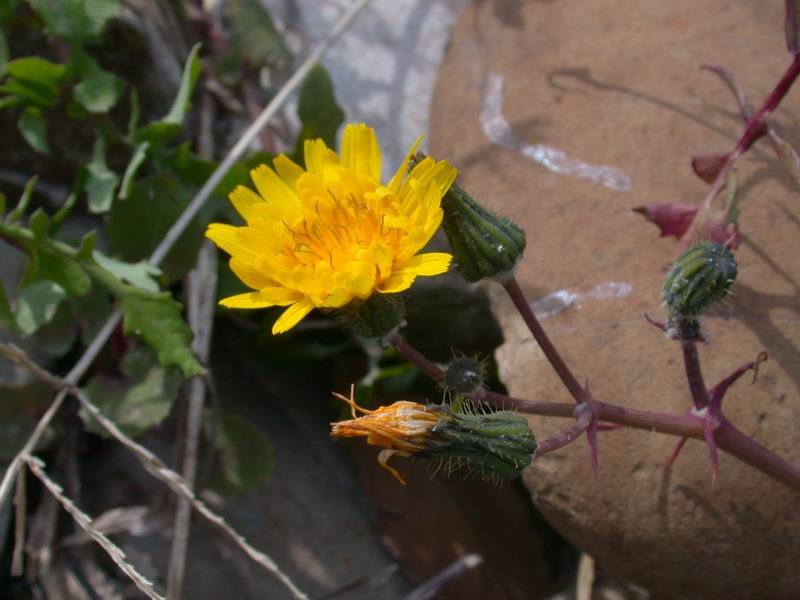 Sonchus tenerrimus / Grespino sfrangiato